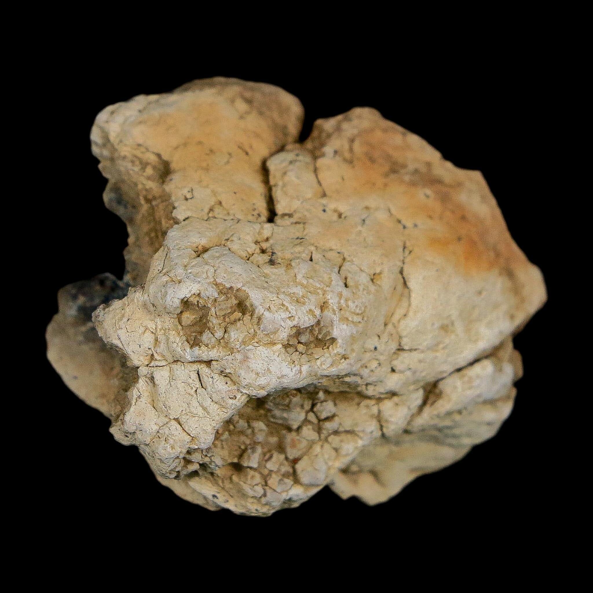 1.4" Tyrannosaurus Rex Fossil Bone Dinosaur Lance Creek Formation Wyoming COA - Fossil Age Minerals