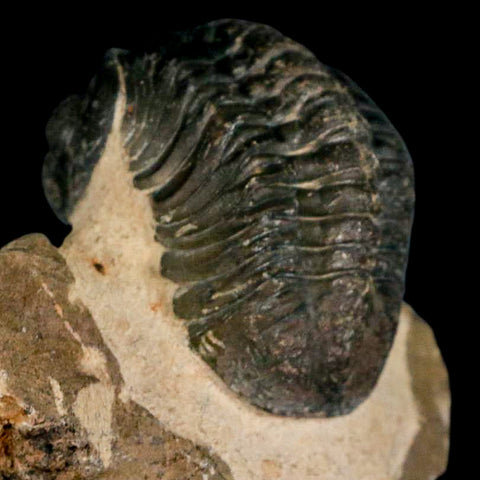 2.8" Reedops Cephalotes Trilobite Fossil Morocco Devonian Age 400 Mil Yrs Old COA - Fossil Age Minerals