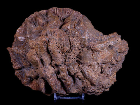 7" Coral Fossil Cretaceous Age Simsima Formation United Arab Emirates Stand - Fossil Age Minerals