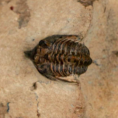 1" Minicryphaeus Minimus Trilobite Fossil Devonian Age Morocco Arthropod COA