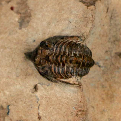1" Minicryphaeus Minimus Trilobite Fossil Devonian Age Morocco Arthropod COA - Fossil Age Minerals