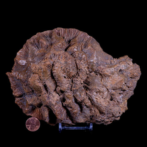 7" Coral Fossil Cretaceous Age Simsima Formation United Arab Emirates Stand - Fossil Age Minerals