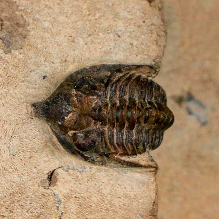 1" Minicryphaeus Minimus Trilobite Fossil Devonian Age Morocco Arthropod COA