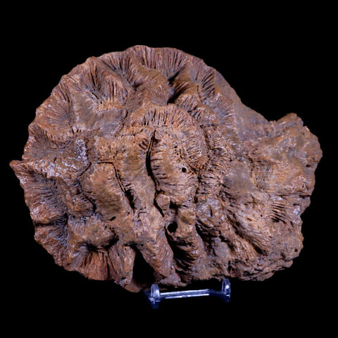 7" Coral Fossil Cretaceous Age Simsima Formation United Arab Emirates Stand - Fossil Age Minerals