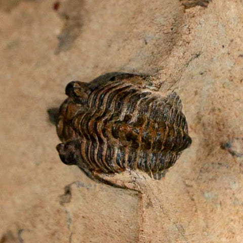 1" Minicryphaeus Minimus Trilobite Fossil Devonian Age Morocco Arthropod COA - Fossil Age Minerals