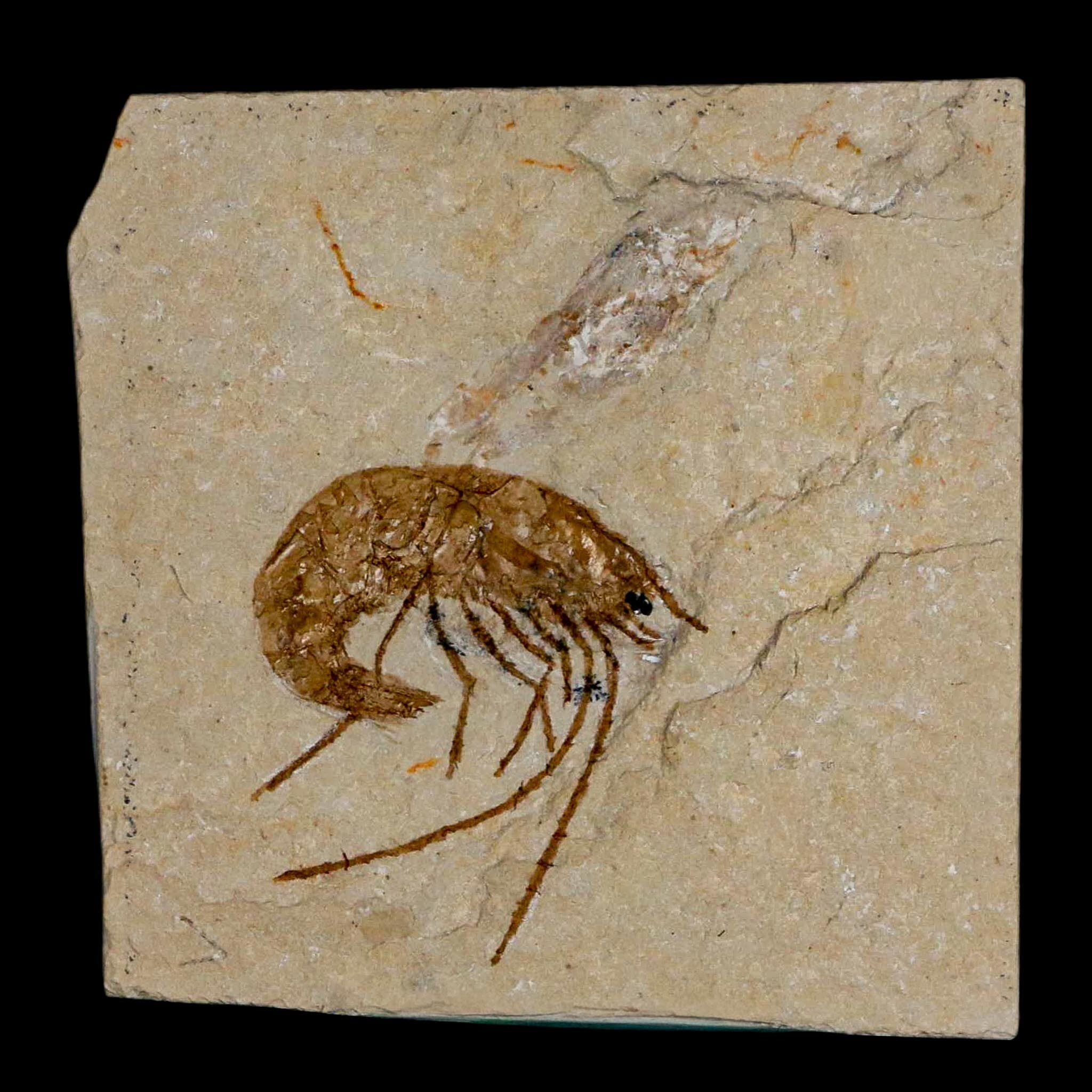 1.2" Fossil Shrimp Carpopenaeus Cretaceous Age 100 Mil Yrs Old Lebanon COA - Fossil Age Minerals