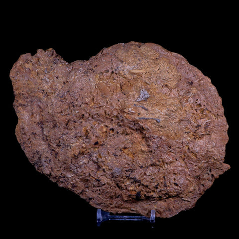 7" Coral Fossil Cretaceous Age Simsima Formation United Arab Emirates Stand - Fossil Age Minerals