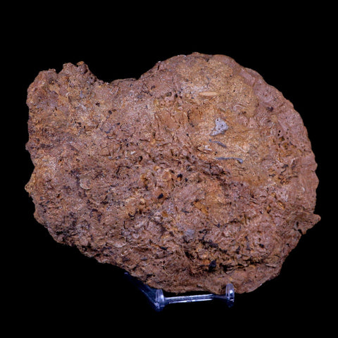 7" Coral Fossil Cretaceous Age Simsima Formation United Arab Emirates Stand - Fossil Age Minerals