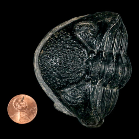 4.1" Huge Rolled Drotops Trilobite Fossil Devonian Age Morocco Arthropod COA - Fossil Age Minerals