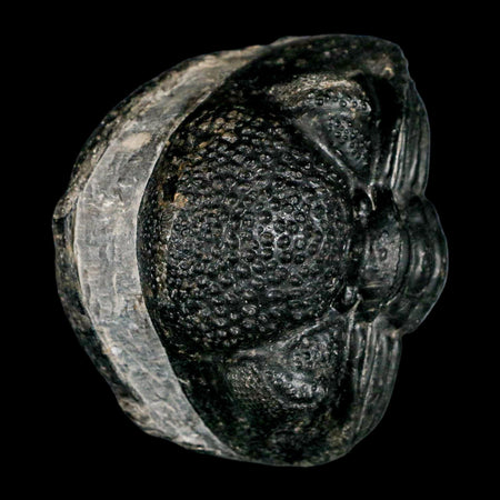 4.1" Huge Rolled Drotops Trilobite Fossil Devonian Age Morocco Arthropod COA