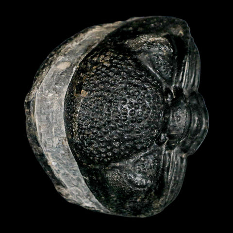 4.1" Huge Rolled Drotops Trilobite Fossil Devonian Age Morocco Arthropod COA - Fossil Age Minerals