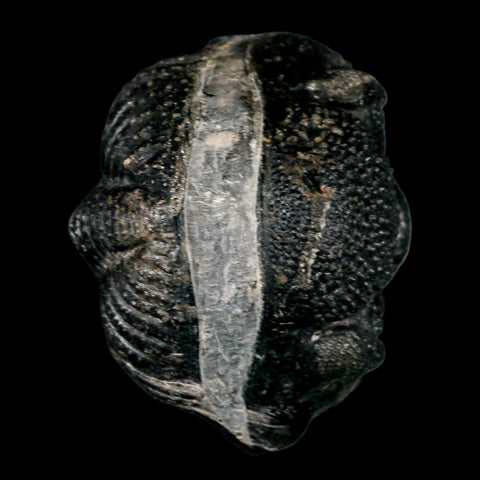 4.1" Huge Rolled Drotops Trilobite Fossil Devonian Age Morocco Arthropod COA - Fossil Age Minerals