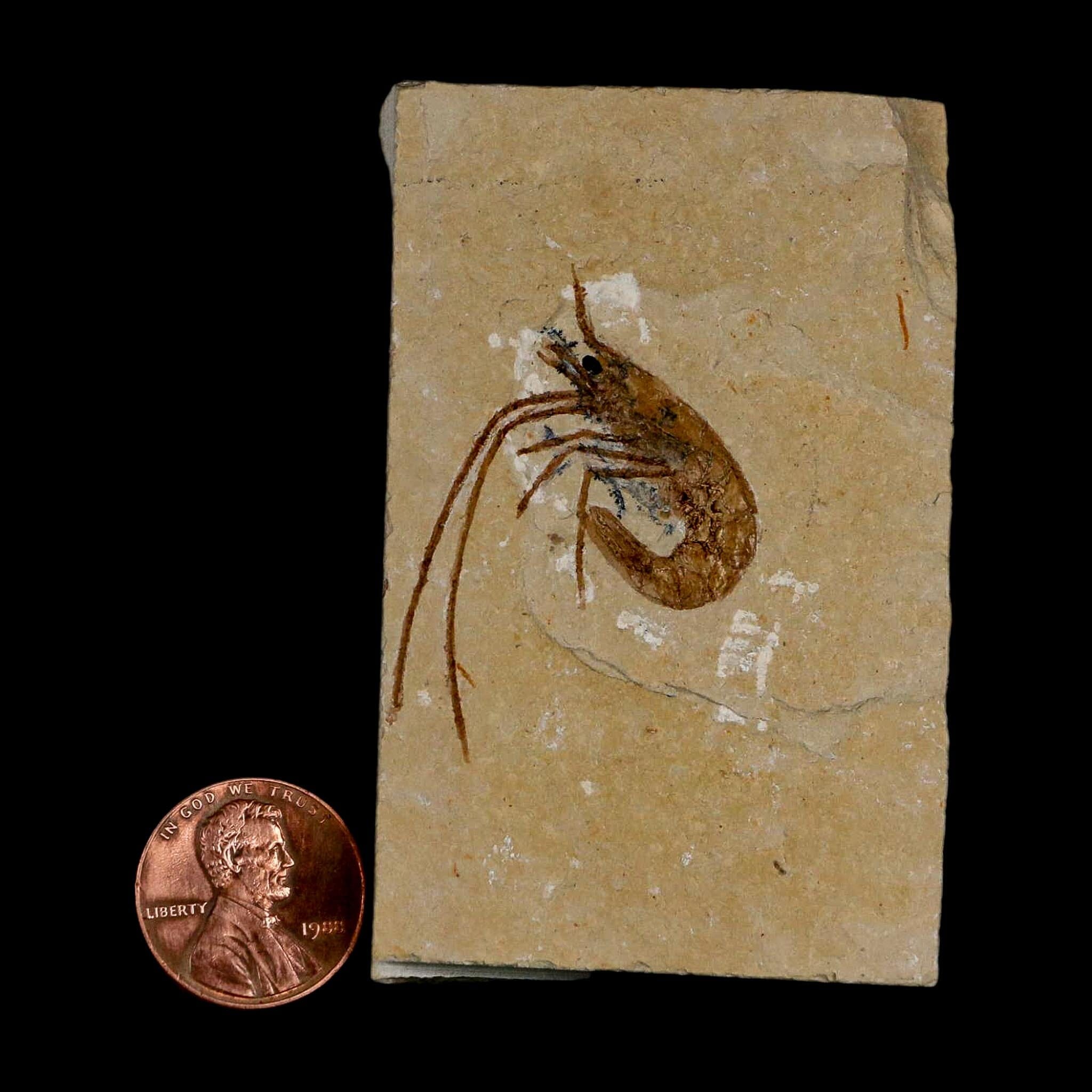 1.5" Fossil Shrimp Carpopenaeus Cretaceous Age 100 Mil Yrs Old Lebanon COA - Fossil Age Minerals