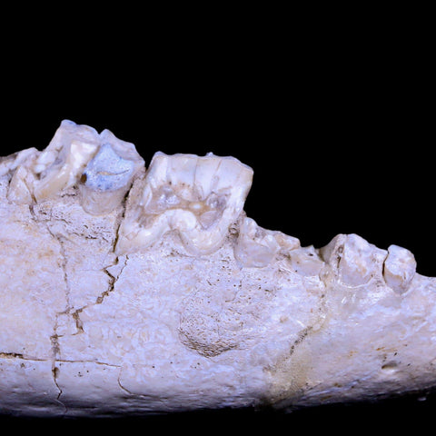 5.4" Running Rhino Hyracodon Nebrascensis Fossil Jaw Teeth SD Badlands COA - Fossil Age Minerals