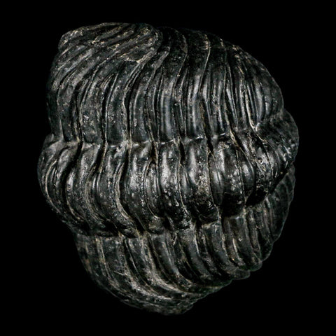4.1" Huge Rolled Drotops Trilobite Fossil Devonian Age Morocco Arthropod COA - Fossil Age Minerals
