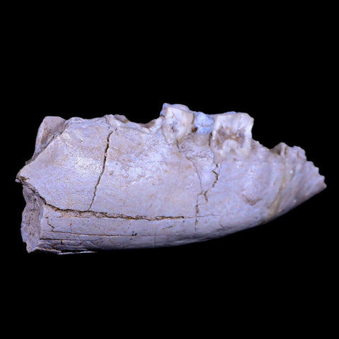 5.4" Running Rhino Hyracodon Nebrascensis Fossil Jaw Teeth SD Badlands COA - Fossil Age Minerals