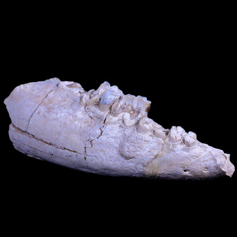 5.4" Running Rhino Hyracodon Nebrascensis Fossil Jaw Teeth SD Badlands COA - Fossil Age Minerals