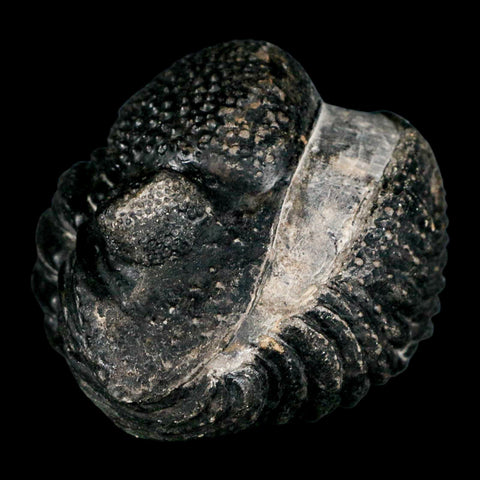 4.1" Huge Rolled Drotops Trilobite Fossil Devonian Age Morocco Arthropod COA - Fossil Age Minerals