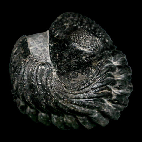 4.1" Huge Rolled Drotops Trilobite Fossil Devonian Age Morocco Arthropod COA - Fossil Age Minerals