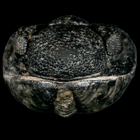 4.3" Huge Rolled Drotops Trilobite Fossil Devonian Age Morocco Arthropod COA