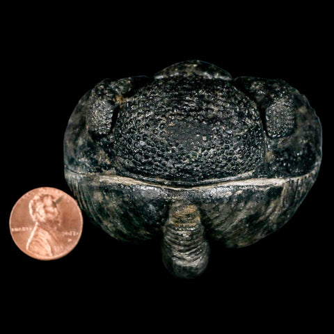 4.3" Huge Rolled Drotops Trilobite Fossil Devonian Age Morocco Arthropod COA - Fossil Age Minerals