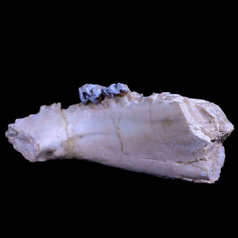 5.4" Running Rhino Hyracodon Nebrascensis Fossil Jaw Teeth SD Badlands COA - Fossil Age Minerals