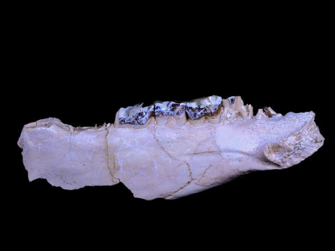 6" Running Rhino Hyracodon Nebrascensis Fossil Jaw Teeth SD Badlands COA - Fossil Age Minerals