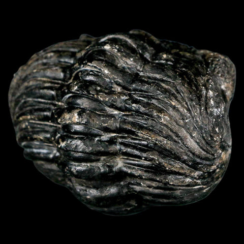 4.3" Huge Rolled Drotops Trilobite Fossil Devonian Age Morocco Arthropod COA - Fossil Age Minerals