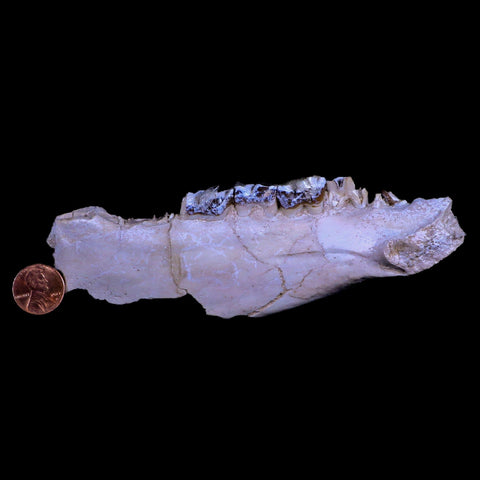 6" Running Rhino Hyracodon Nebrascensis Fossil Jaw Teeth SD Badlands COA - Fossil Age Minerals