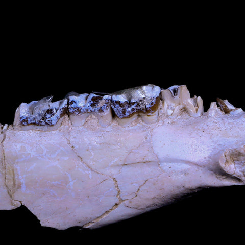 6" Running Rhino Hyracodon Nebrascensis Fossil Jaw Teeth SD Badlands COA - Fossil Age Minerals