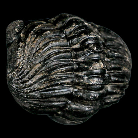 4.3" Huge Rolled Drotops Trilobite Fossil Devonian Age Morocco Arthropod COA - Fossil Age Minerals