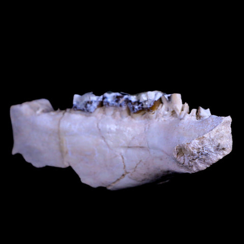 6" Running Rhino Hyracodon Nebrascensis Fossil Jaw Teeth SD Badlands COA - Fossil Age Minerals