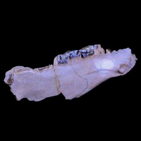 6" Running Rhino Hyracodon Nebrascensis Fossil Jaw Teeth SD Badlands COA - Fossil Age Minerals