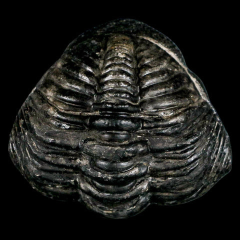 4.3" Huge Rolled Drotops Trilobite Fossil Devonian Age Morocco Arthropod COA - Fossil Age Minerals