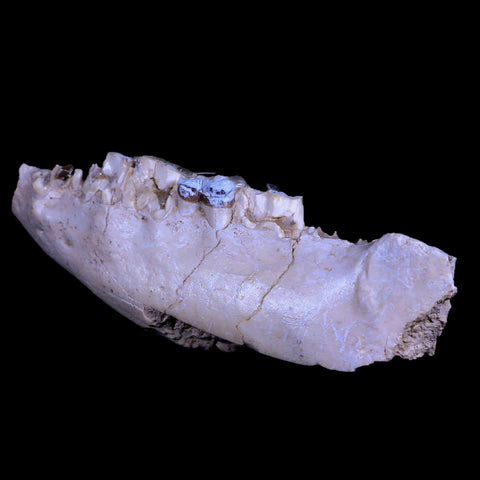 6" Running Rhino Hyracodon Nebrascensis Fossil Jaw Teeth SD Badlands COA - Fossil Age Minerals