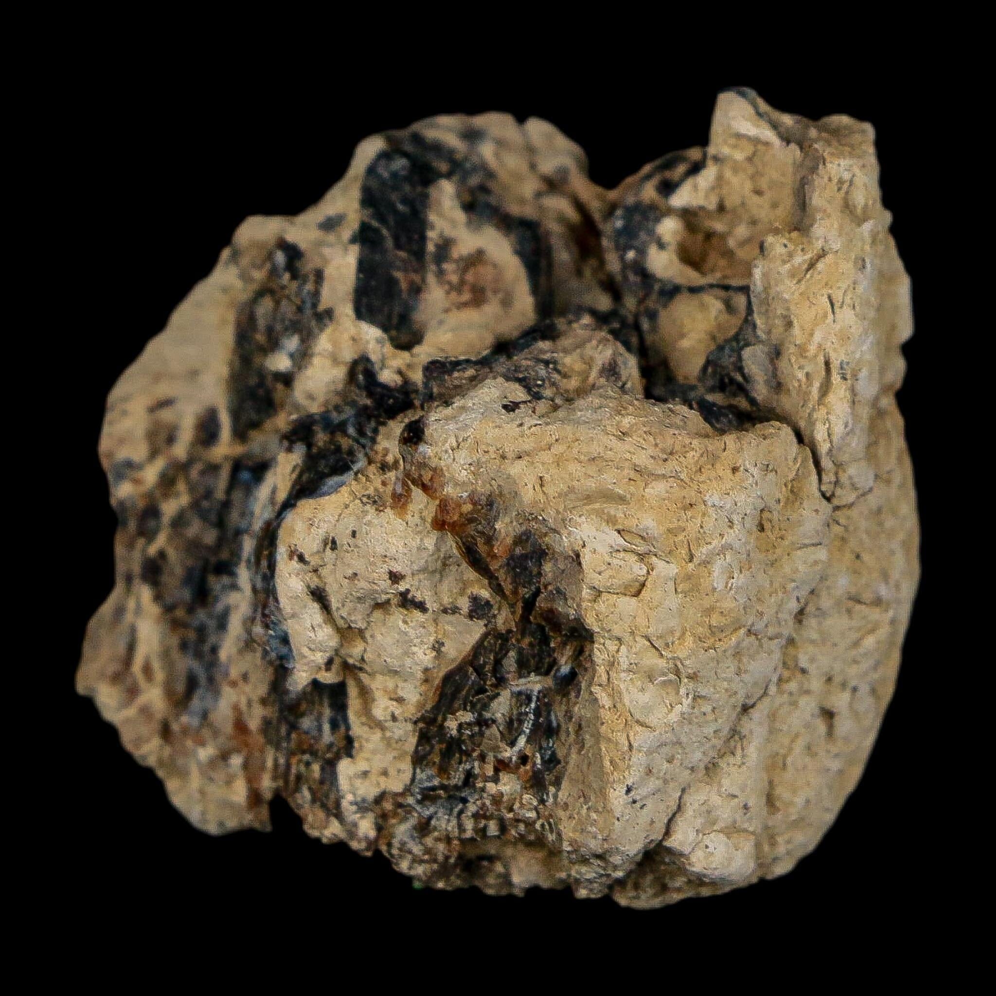 1.1" Tyrannosaurus Rex Fossil Bone Dinosaur Lance Creek Formation Wyoming COA - Fossil Age Minerals