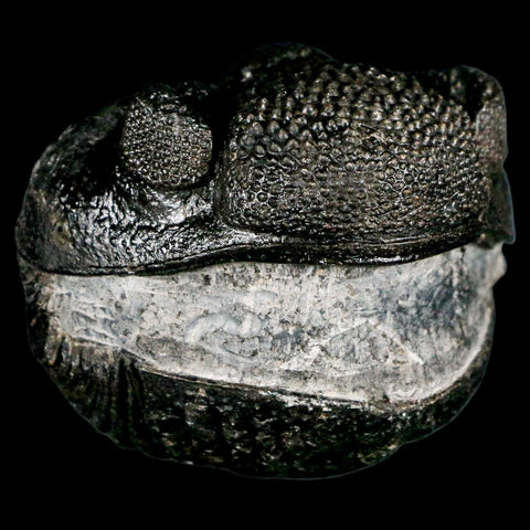 4.6" Huge Rolled Drotops Trilobite Fossil Devonian Age Morocco Arthropod COA - Fossil Age Minerals