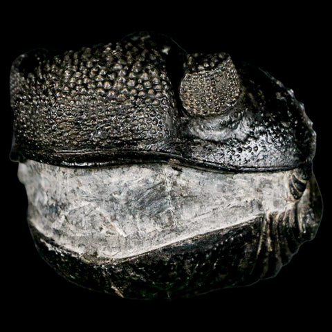 4.6" Huge Rolled Drotops Trilobite Fossil Devonian Age Morocco Arthropod COA - Fossil Age Minerals