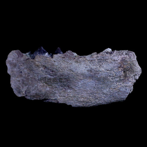 6.5" Subhyracodon Rhino Fossil Jaw Teeth Oligocene Epoch South Dakota Badlands - Fossil Age Minerals