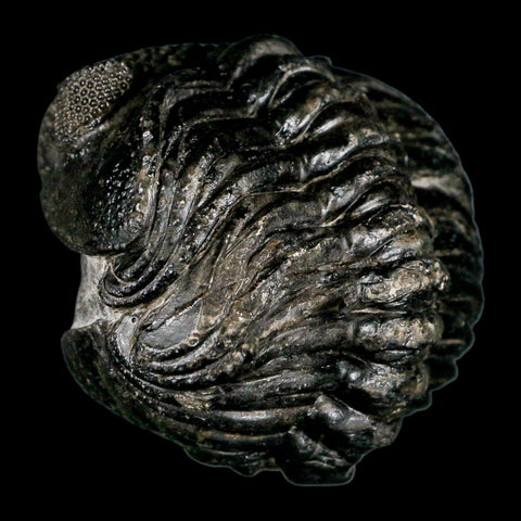 4.6" Huge Rolled Drotops Trilobite Fossil Devonian Age Morocco Arthropod COA - Fossil Age Minerals