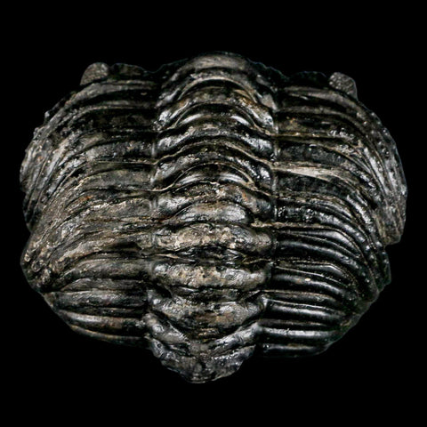 4.6" Huge Rolled Drotops Trilobite Fossil Devonian Age Morocco Arthropod COA - Fossil Age Minerals
