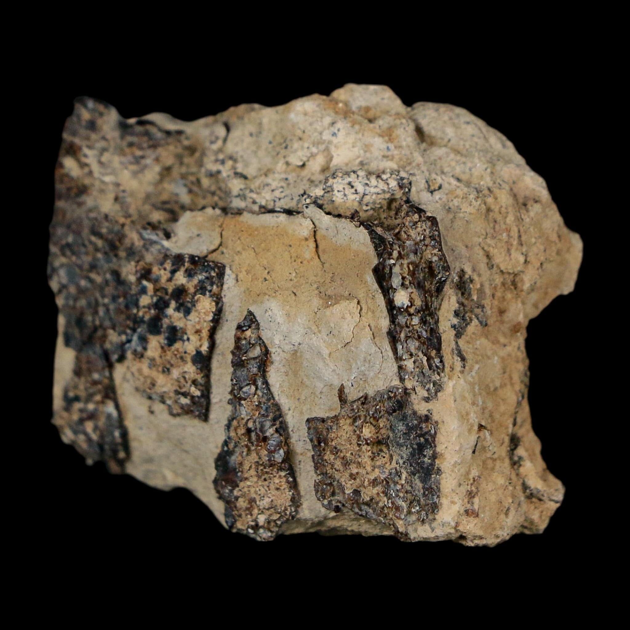 1.3" Tyrannosaurus Rex Fossil Bone Dinosaur Lance Creek Formation Wyoming COA - Fossil Age Minerals