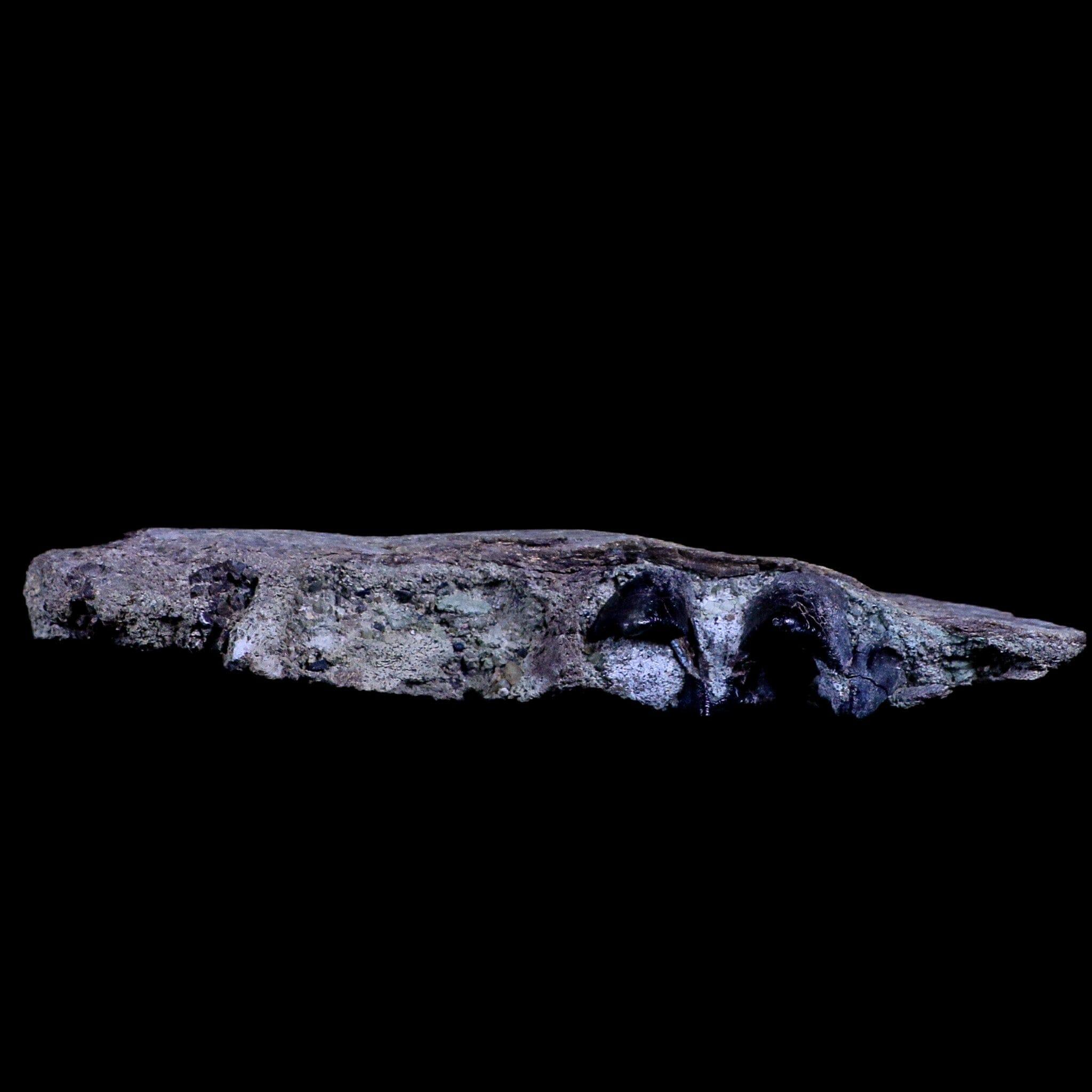6.5" Subhyracodon Rhino Fossil Jaw Teeth Oligocene Epoch South Dakota Badlands - Fossil Age Minerals