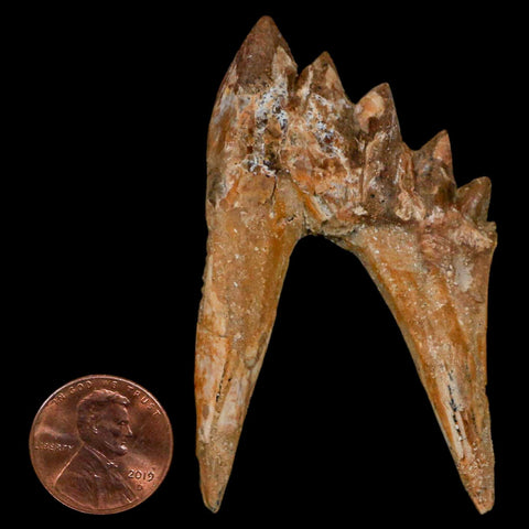 2.5" Basilosaurus Tooth Rooted Prehistoric Whale 34 Mil Yrs Old Late Eocene COA - Fossil Age Minerals