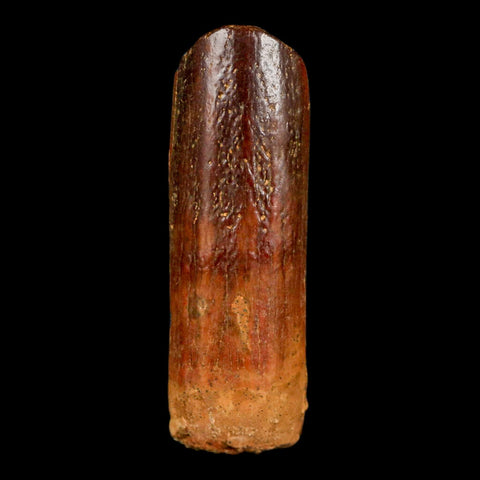 1.4" Rebbachisaurus Sauropod Fossil Tooth Early Cretaceous Dinosaur COA, Display - Fossil Age Minerals