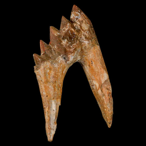 2.5" Basilosaurus Tooth Rooted Prehistoric Whale 34 Mil Yrs Old Late Eocene COA - Fossil Age Minerals