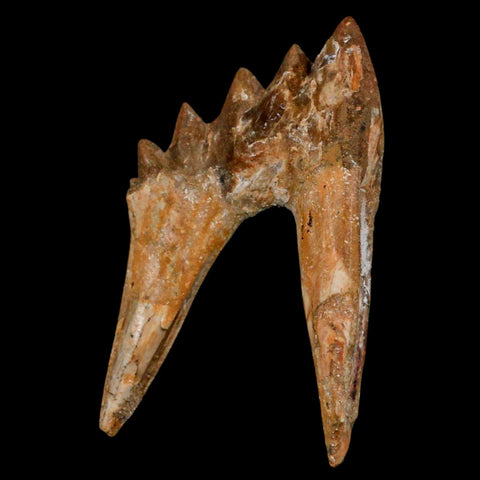 2.5" Basilosaurus Tooth Rooted Prehistoric Whale 34 Mil Yrs Old Late Eocene COA - Fossil Age Minerals