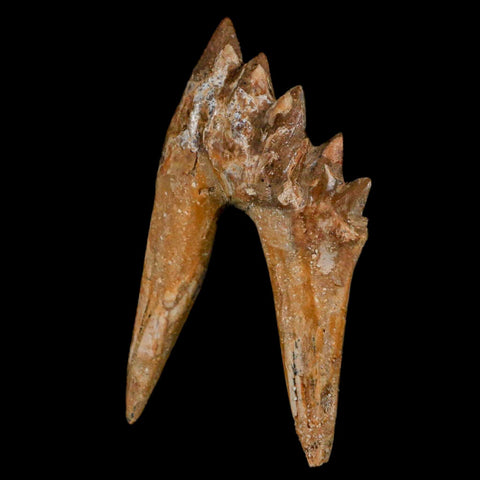 2.5" Basilosaurus Tooth Rooted Prehistoric Whale 34 Mil Yrs Old Late Eocene COA - Fossil Age Minerals