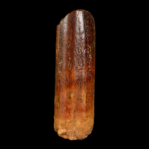 1.4" Rebbachisaurus Sauropod Fossil Tooth Early Cretaceous Dinosaur COA, Display - Fossil Age Minerals
