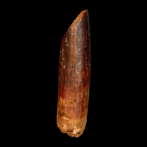 1.4" Rebbachisaurus Sauropod Fossil Tooth Early Cretaceous Dinosaur COA, Display - Fossil Age Minerals